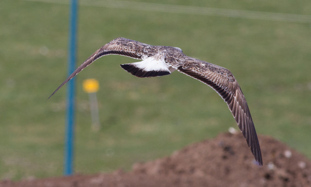 Selkälokki Larus fuscus presumed ssp heuglini 2cy