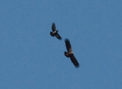 Pikkukiljukotka Aquila pomarina Lesser Spotted Eagle subadult/adult
