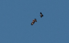 Pikkukiljukotka Aquila pomarina Lesser Spotted Eagle subadult/adult