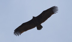 Munkkikorppikotka Aegypius monachus Eurasian Black Vulture 2cy