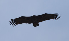 Munkkikorppikotka Aegypius monachus Eurasian Black Vulture 2 cy