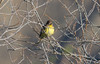 Kultasirkku Emberiza aureola Yellow-breasted Bunting 2cy male