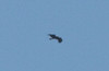 Kiljukotka Aquila clanga Greater Spotted Eagle 2cy