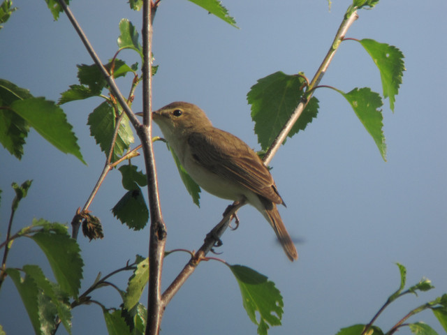 Pikkukultarinta Iduna caligata Booted Warbler +1cy singing male