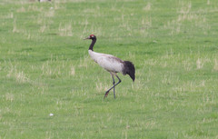 Mustakaulakurki Grus nigricollis Black-necked Crane