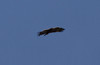 Arokotka Aquila nipalensis Steppe Eagle older subadult