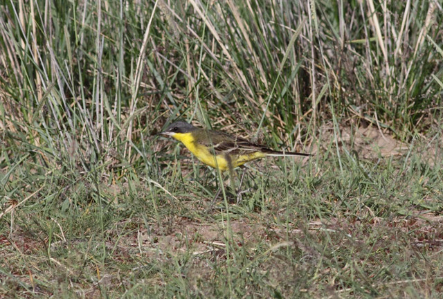 Keltavästäräkki Motacilla flava Yellow Wagtail male ssp macronyx