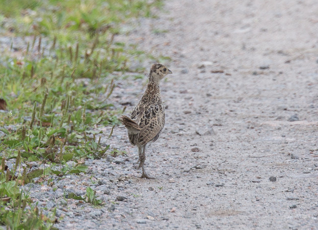 Fasaani Common Pheasant Phasianus colchicus juvenile