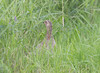 Fasaani Phasianus colchicus Common Pheasant adult female
