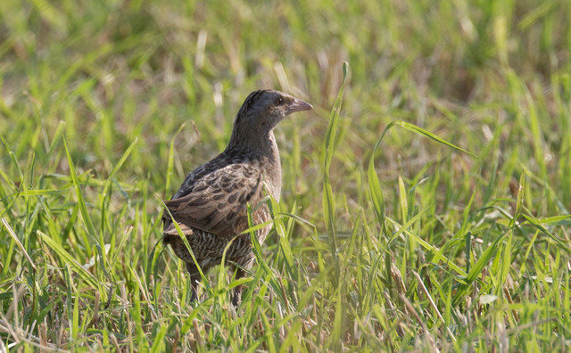 Ruisrääkkä Crex crex Corn Crake