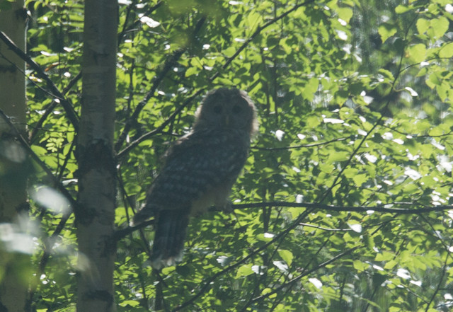 Viirupöllö Strix uralensis Ural Owl juvenile