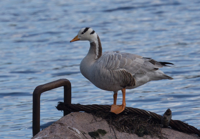 Tiibetinhanhi Anser indicus Bar-headed Goose 