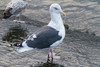 Ohotanlokki Larus schistisagus Slaty-backed Gull adult type