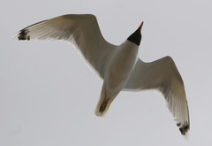 Mustapäälokki Larus ichtyaetus Pallas´s Gull adult
