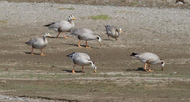 Tiibetinhanhi Anser indicus Bar-headed Goose flock