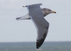 Amerikanharmaalokki Larus smithsonianus American Herring Gull 4cy
