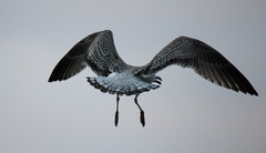Merilokki Greater Black-backed Gull Larus marinus 1cy