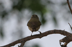 Kashmirinuunilintu Phylloscopus humei Hume´s Leaf Warbler +1cy