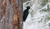 Palokärki Dryocopus martius Black Woodpecker