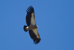 Himalajankorppikotka Gyps himalayensis Himalayan Vulture