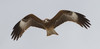 Haarahaukka Milvus migrans lineatus Black-eared Kite