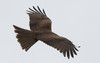 Haarahaukka Milvus migrans lineatus Black-eared Kite