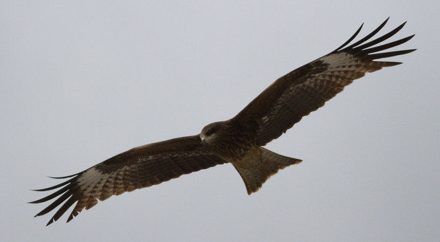 Haarahaukka Milvus migrans lineatus Black-eared Kite