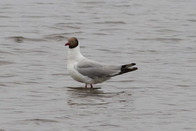 Tiibetinlokki Larus brunnicephalus Brown-headed Gull Ad