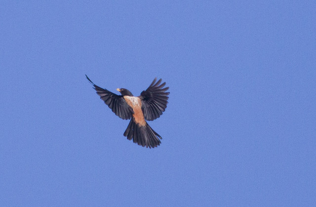 Katajarastas Turdus kessleri Kessler´s Thrush