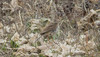 Isokirvinen Anthus richardi Richard´s Pipit