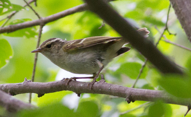 Seicercus claudiae Ticehurst Leaf Warbler (Indokiinanuunilinnun P.reguloideksen splitti, ei suom.nimeä)