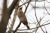 Ruosterastas Turdus naumanni Naumann´s Thrush female-plumage