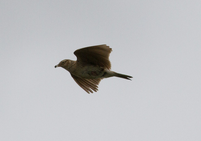 Aasiankiuru Alauda gulgula Oriental Skylark +1cy