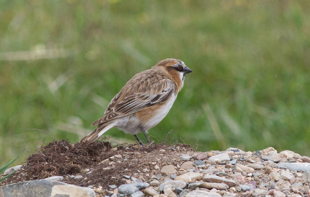 Rusolumivarpunen Pyrgilauda ruficollis Rufous-necked Snowfinch