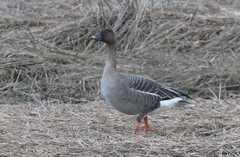 Tundrametsähanhi Anser fabalis rossicus Tundra Bean Goose
