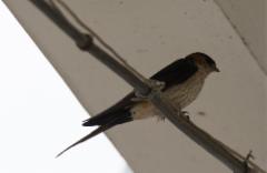 Ruostepääsky Cecropis daurica Red-rumped Swallow ssp japonica (daurica)
