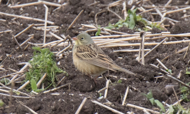 Peltosirkku Emberiza hortulana Ortolan Bunting