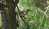 Amurinuunilintu Phylloscopus coronatus Eastern Crowned Warbler +1cy