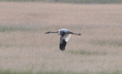 Lumikurki Grus leucogeranus Siberian Crane