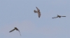Amurinhaukka Falco amurensis Amur Falcon 2cy males