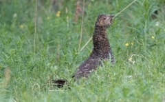 Siperianmetso Tetrao parvirostris Black-billed Capercaillie adult female