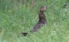 Siperianmetso Tetrao parvirostris Black-billed Capercaillie adult female