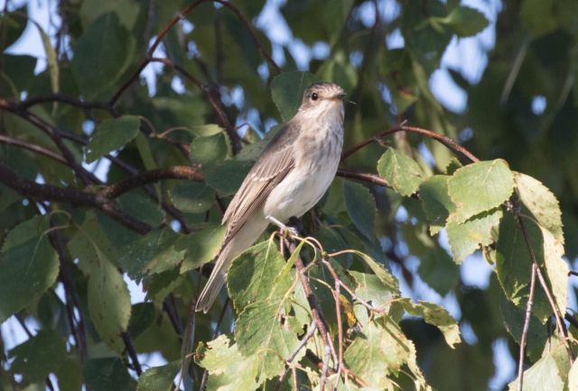 Harmaasieppo Muscicapa striata Spotted Flycatcher 1cy