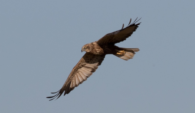 Ruskosuohaukka Circus aeruginosus Marsh Harrier younger adult-type male