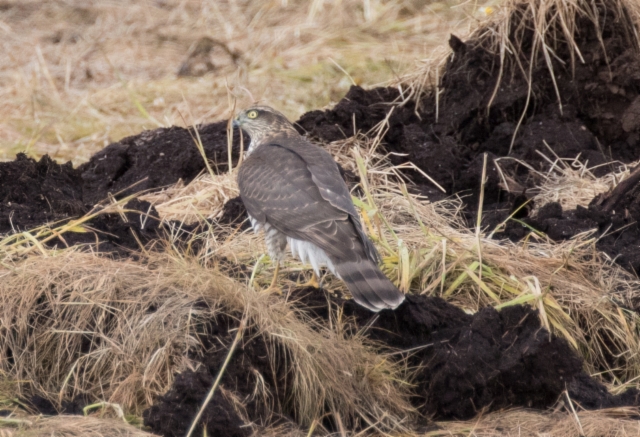 Varpushaukka Accipiter nisus Sparrowhawk 