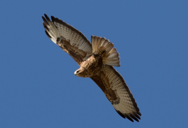 Hiirihaukka Buteo buteo vulpinus Steppe Buzzard +1cy