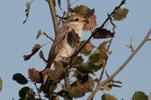 Pikkulepinkäinen Lanius collurio Red-backed Shrike 1cy