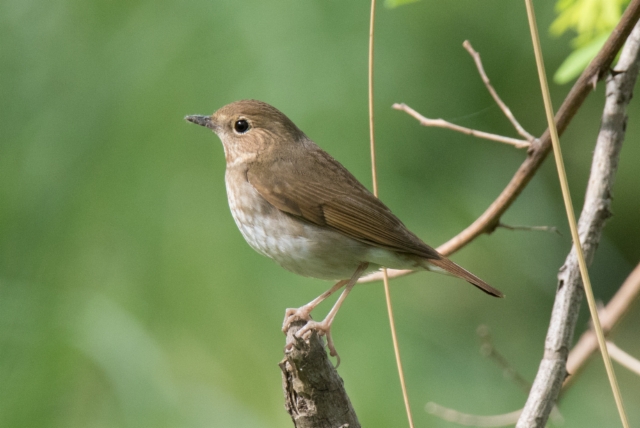 Sirittäjäsatakieli Luscinia sibilans Rufous-tailed Robin +1cy (+2cy)