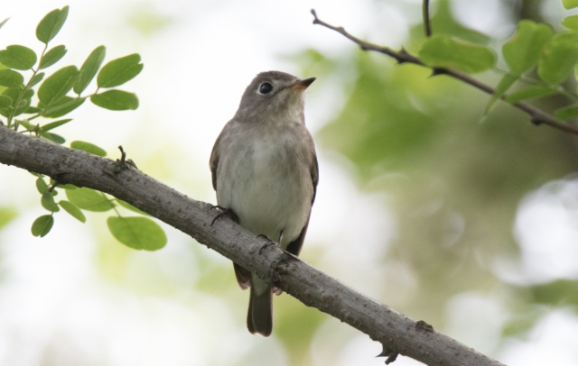 Ruskosieppo Muscicapa dauurica Asian Brown Flycatcher 