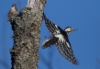 Valkoselkätikka Dendrocopos leucotos White-backed Woodpecker female